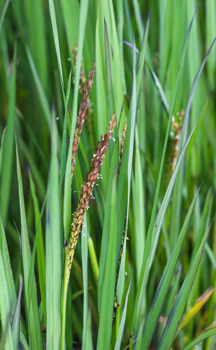 Brown Rice