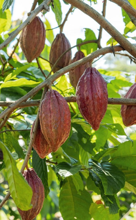 Cacao